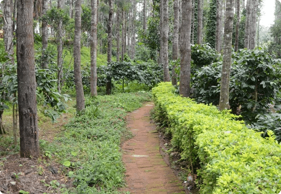 Kottachedu-Teak-Forest Best Resort in Yercaud