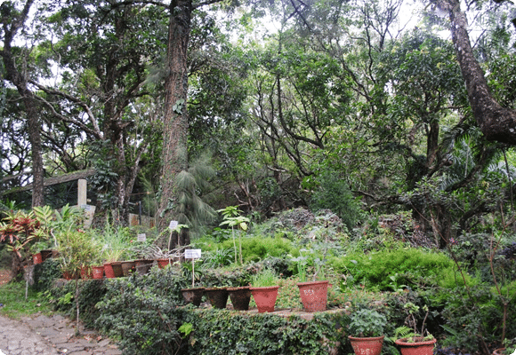 Orchidarium-Botanical-Survey-of-India. Yercaud Resorts