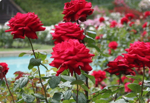 Silk-Farm-&-Rose-Garden Hill Station Resorts in Yercaud